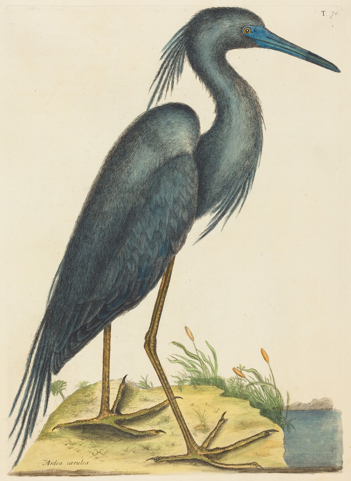 The Blue Heron (Ardea coerulea) by Mark Catesby