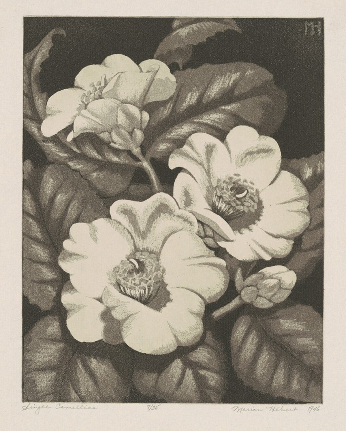 Single Camellias by Marian Hebert