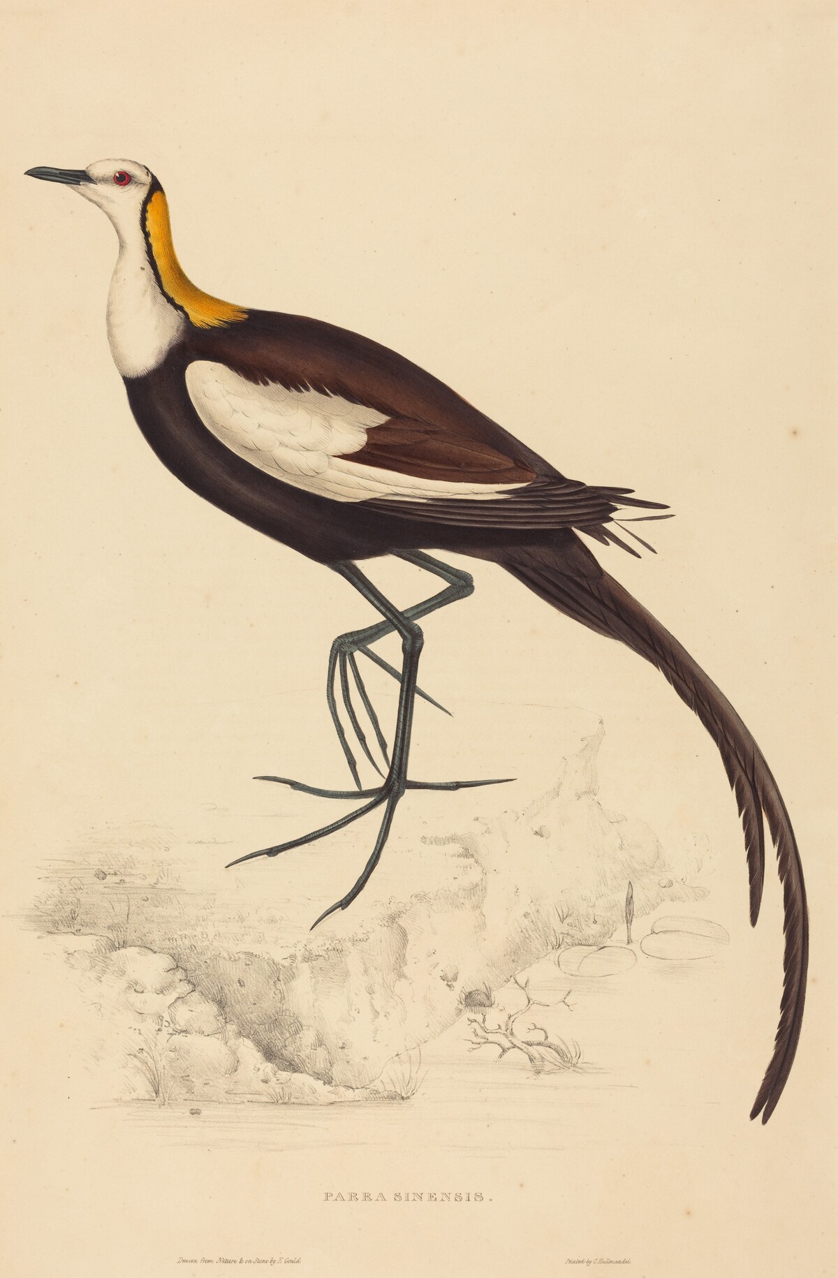 Parra Sinensis (Pheasant-Tailed Jacana) by Elizabeth Gould