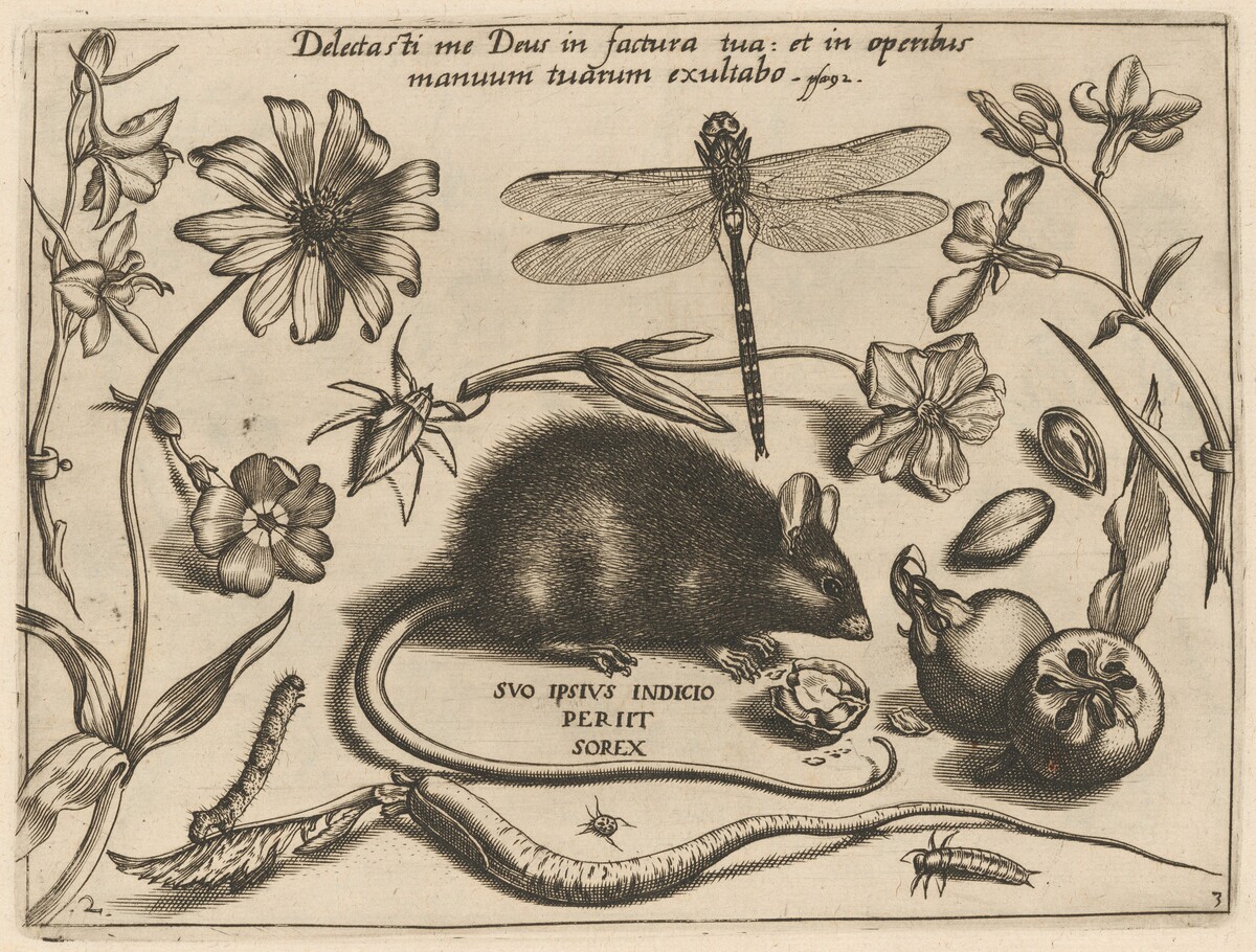 Archetypa studiaque patris Georgii Hoefnagelii [Part 3, Plate 2] by Jacob Hoefnagel after Joris Hoefnagel