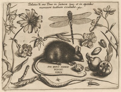Archetypa studiaque patris Georgii Hoefnagelii [Part 3, Plate 2]