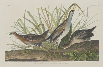 Sora or Rail