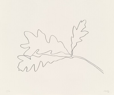 Oak II
