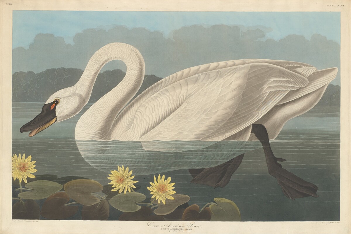 Common American Swan by Robert Havell after John James Audubon