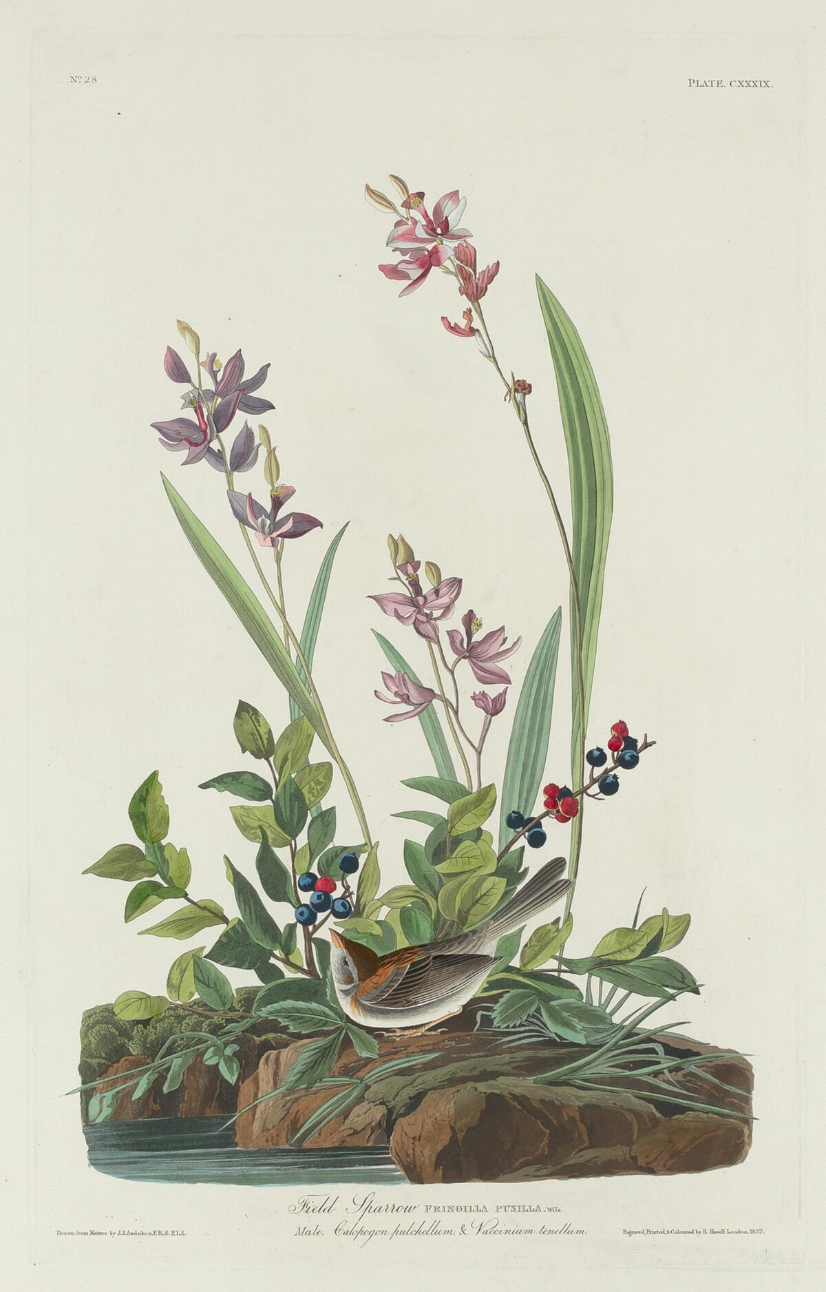 Field Sparrow by Robert Havell after John James Audubon