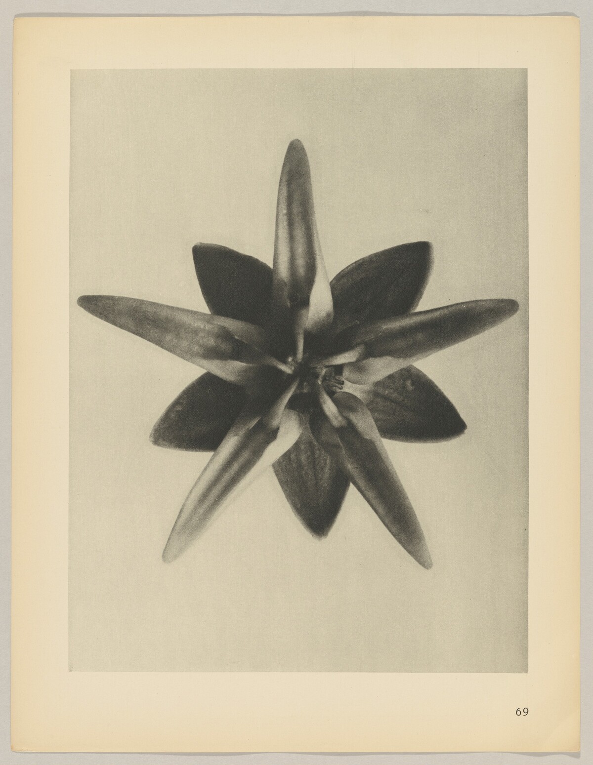 Asclepias speciosa by Karl Blossfeldt