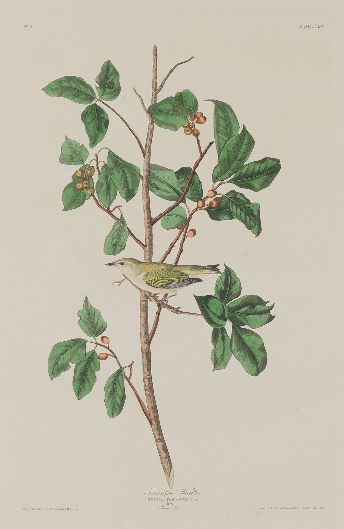 Tennessee Warbler by Robert Havell after John James Audubon