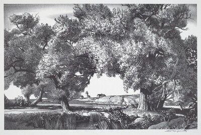 Cape Ann Willows