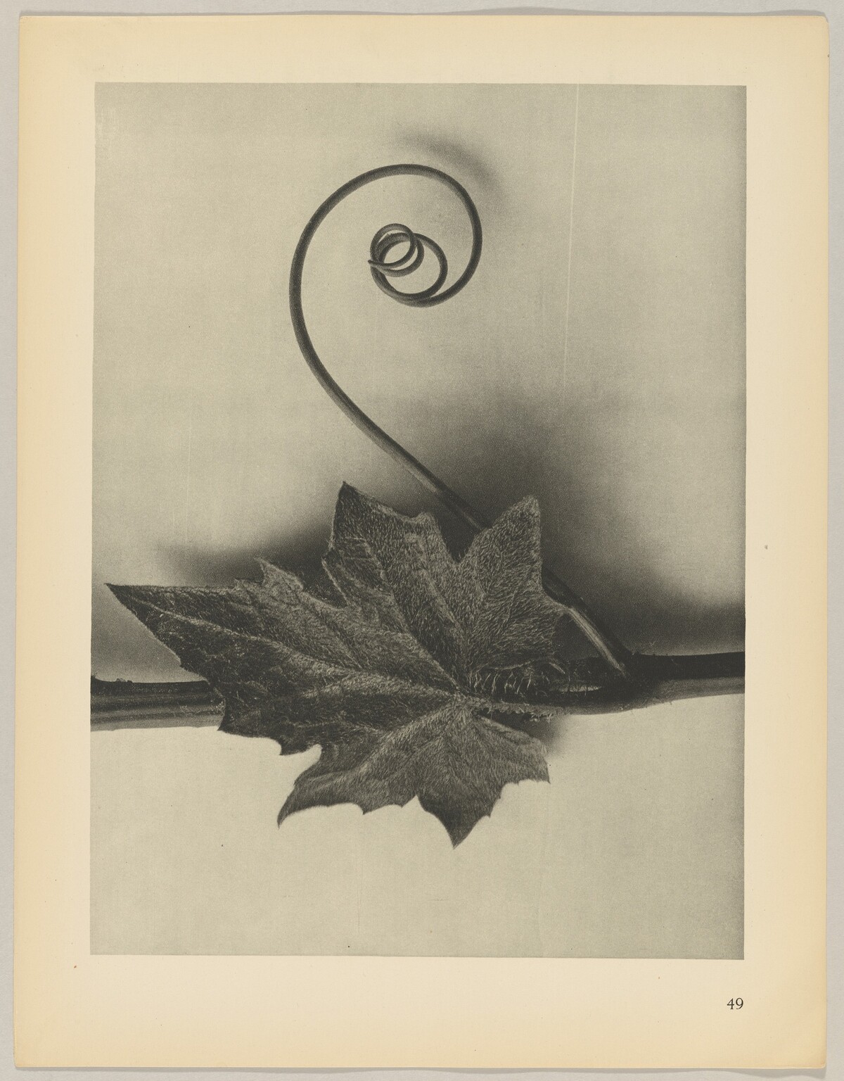 Bryonia alba by Karl Blossfeldt