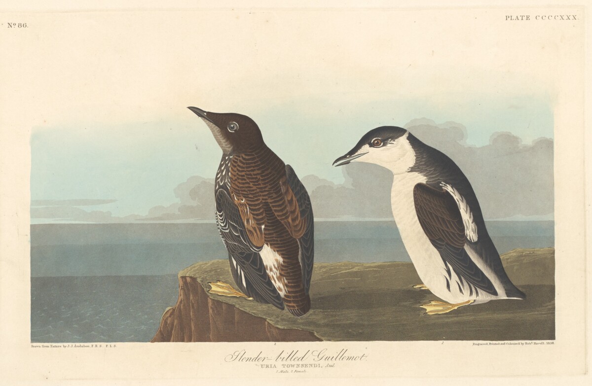 Slender-billed Guillemot by Robert Havell after John James Audubon