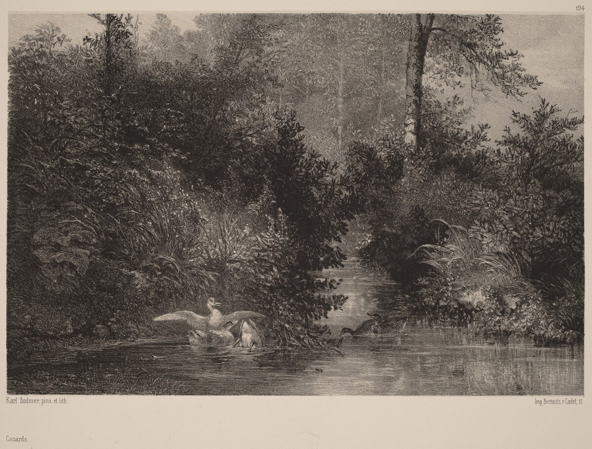 Canards by Karl Bodmer