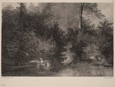 Canards