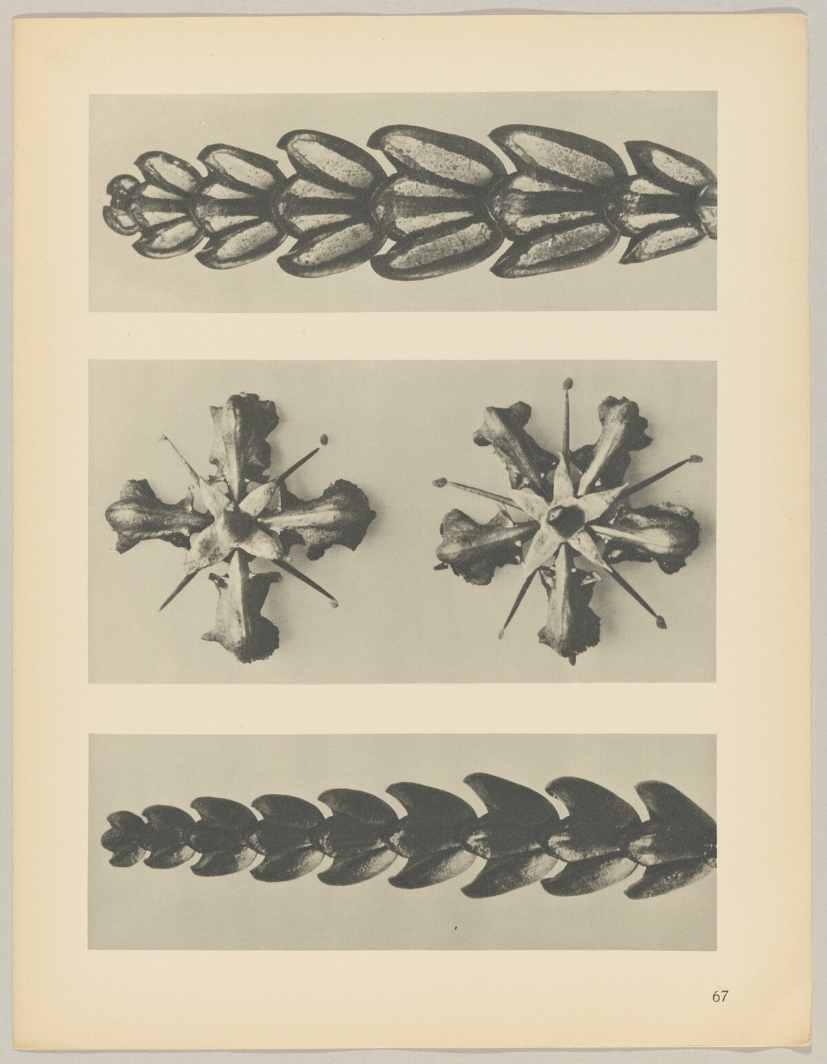 a u. c Thujopsis dolabrata; b Ruta graveolens by Karl Blossfeldt