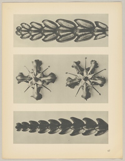 a u. c Thujopsis dolabrata; b Ruta graveolens