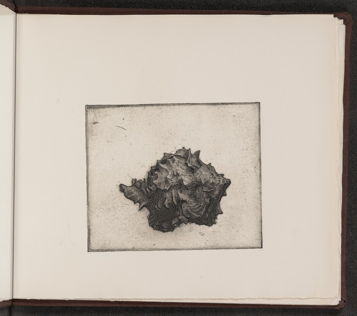 Murex brassica by Charles Arthur Wells, Jr.