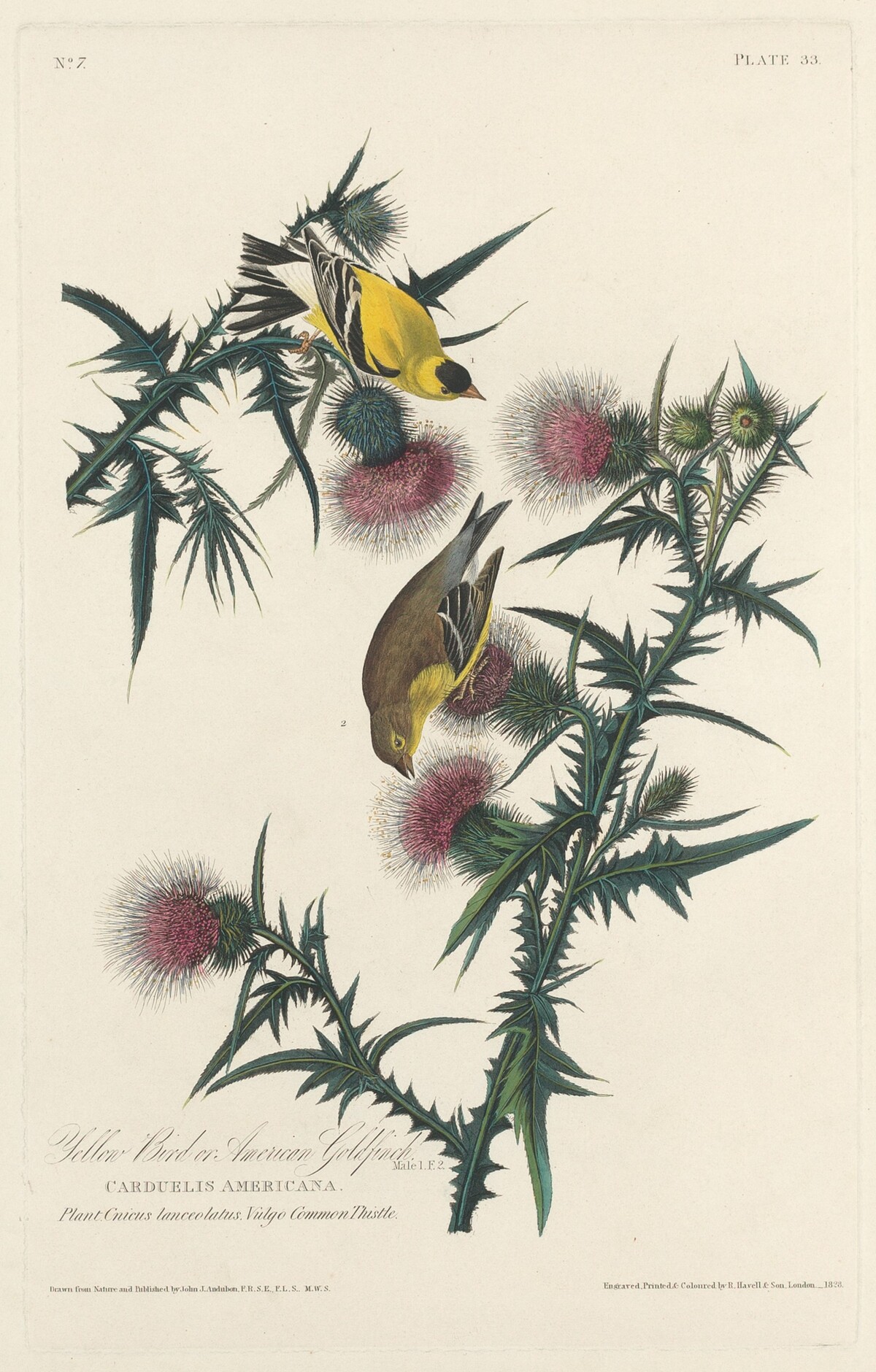 Yellow Bird or American Goldfinch by Robert Havell after John James Audubon