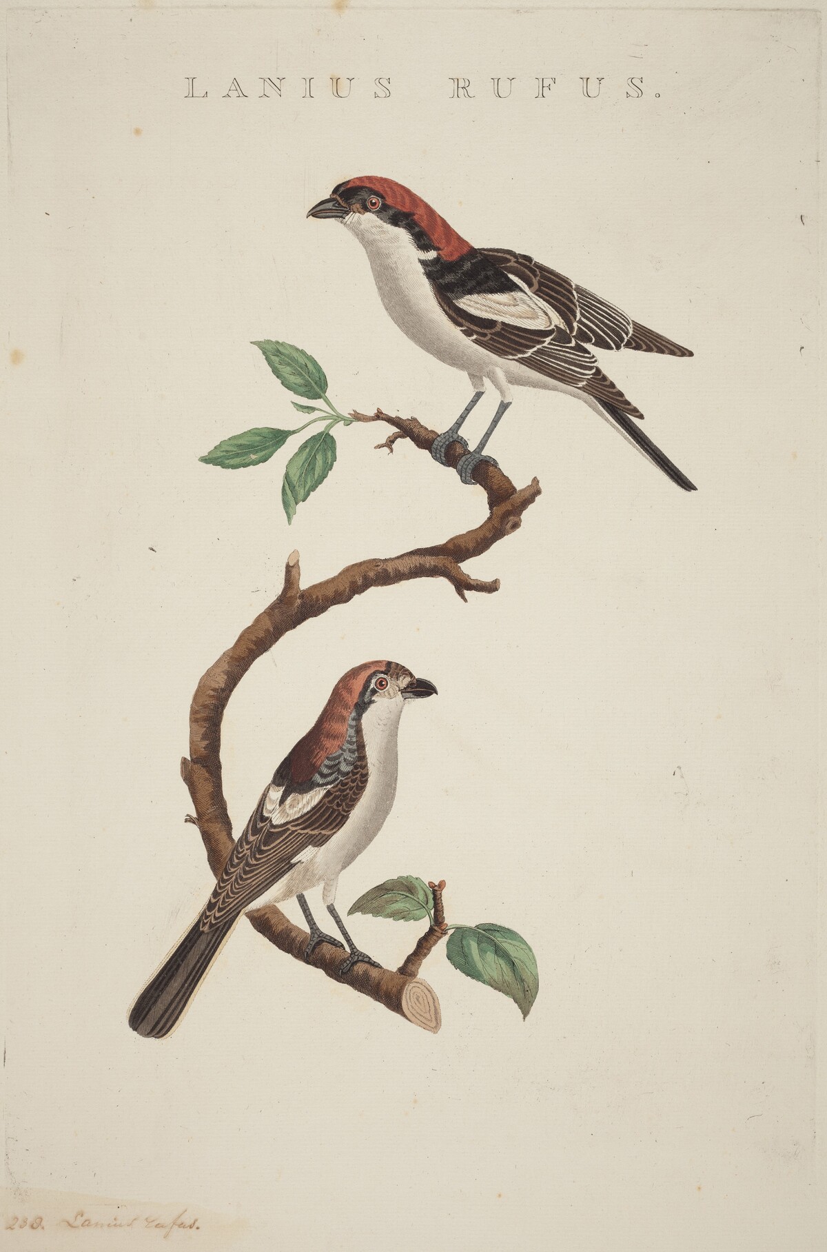 Lanius rufus by American 19th Century