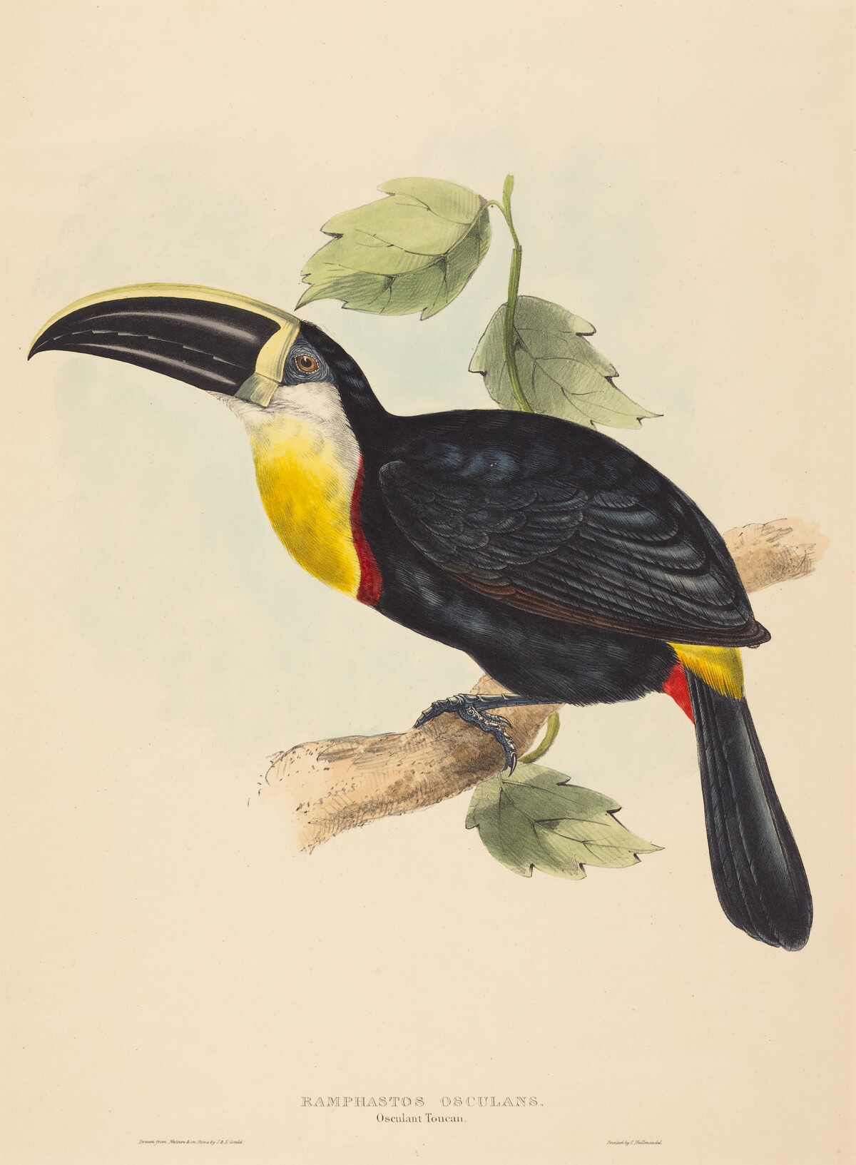 Osculant Toucan (Ramphastos osculans) by John Gould and Elizabeth Gould