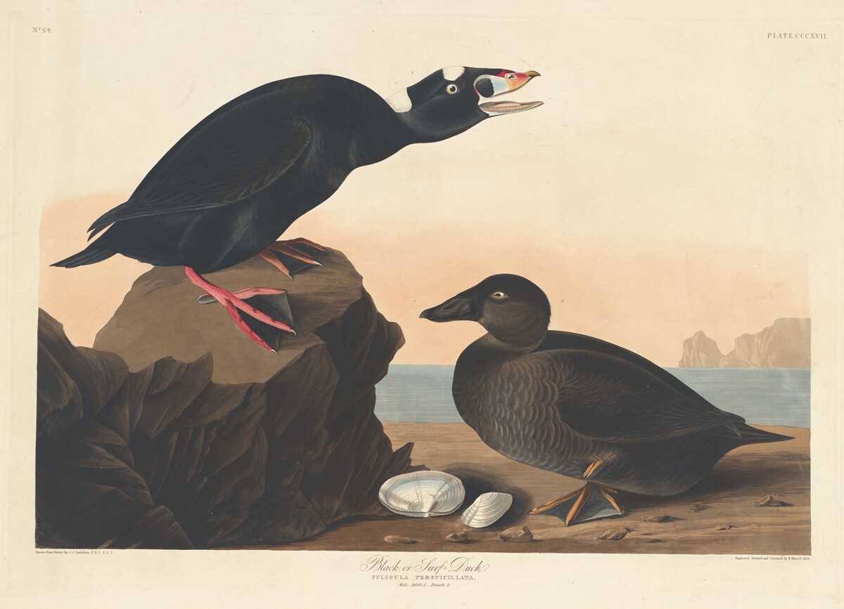 Black or Surf Duck by Robert Havell after John James Audubon