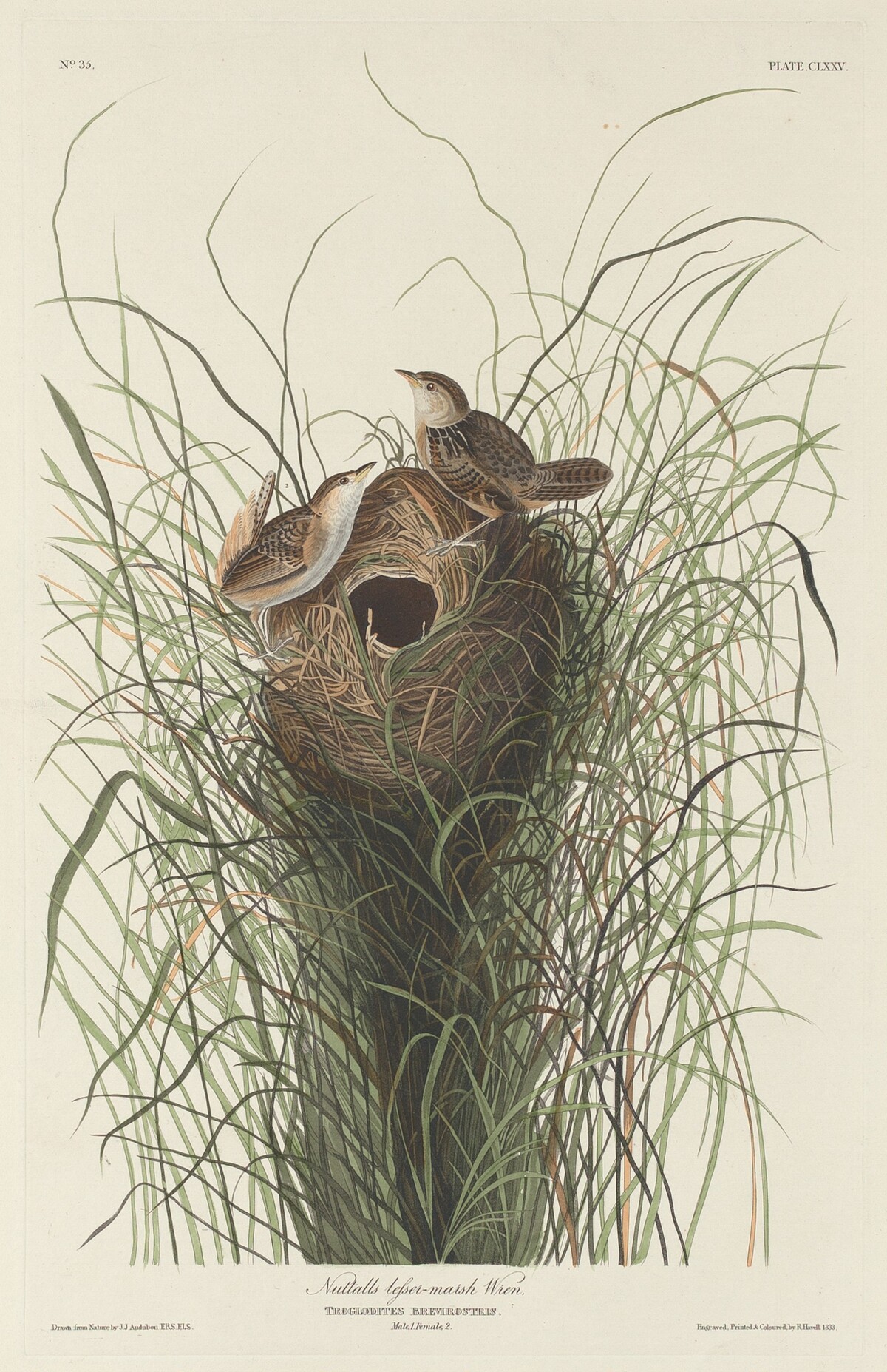 Nuttall's Lesser Marsh Wren by Robert Havell after John James Audubon