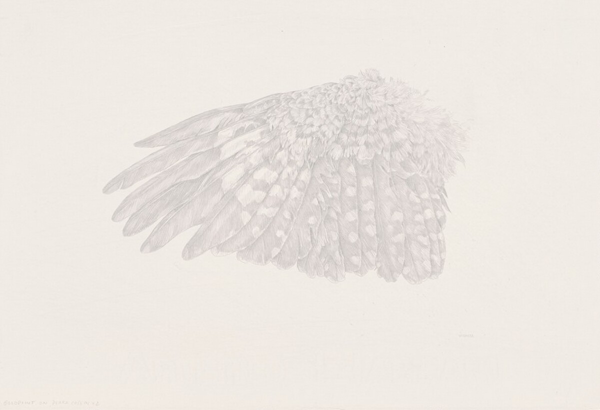 Downy Woodpecker Wing Study by Kandy Vermeer Phillips