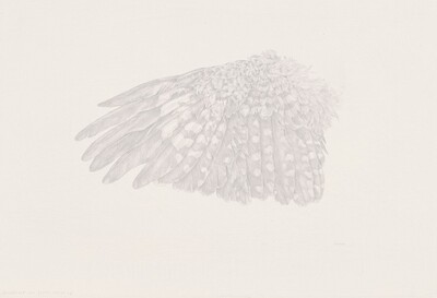 Downy Woodpecker Wing Study