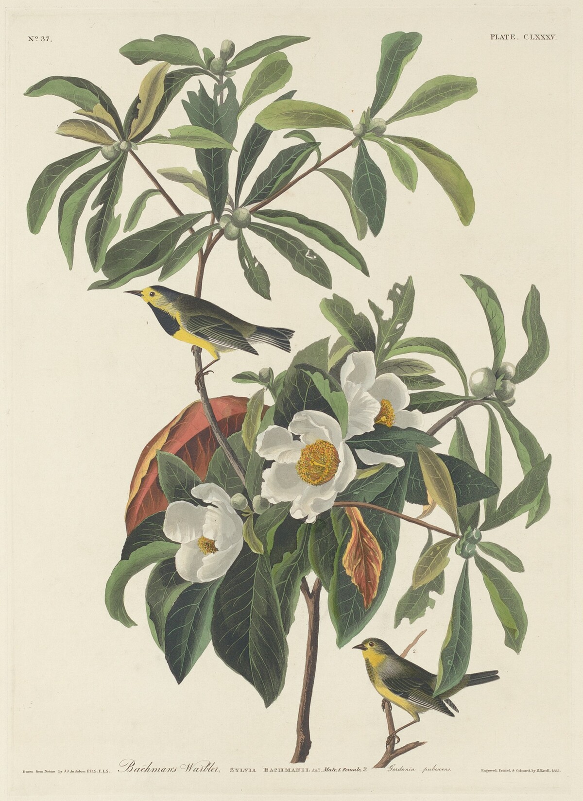 Bachman's Warbler by Robert Havell after John James Audubon