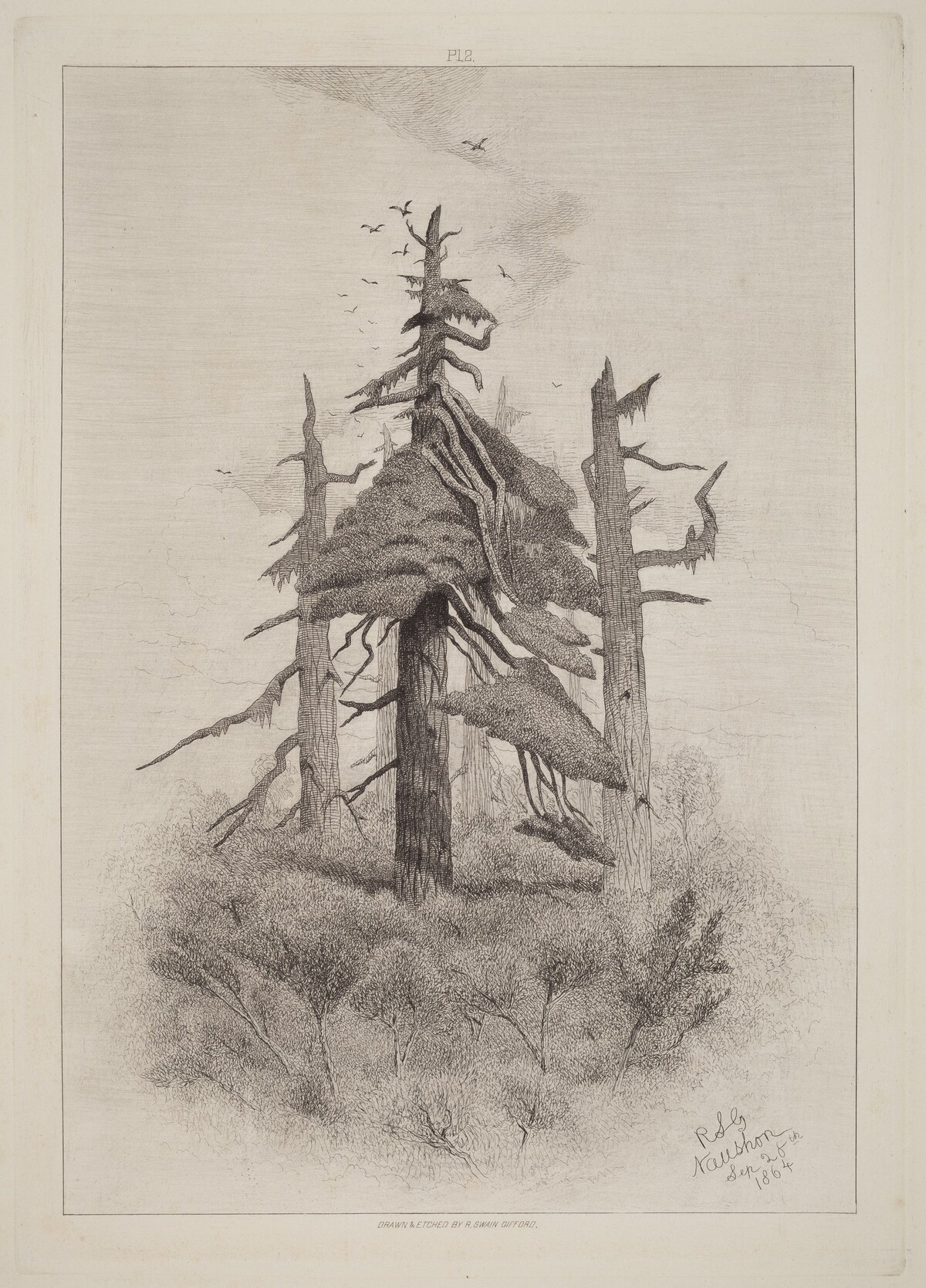 Old Trees at Naushon Island [plate 2] by Robert Swain Gifford