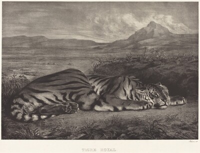 Royal Tiger (Tigre Royal)
