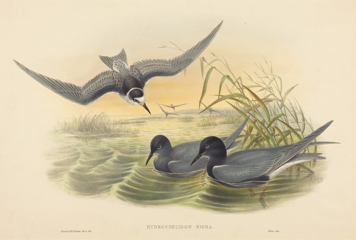 Hydrochelidon nigra by John Gould and H.C. Richter