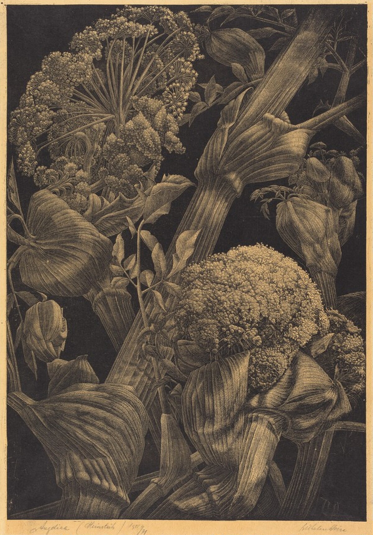 Angelica by Wilhelm Heise