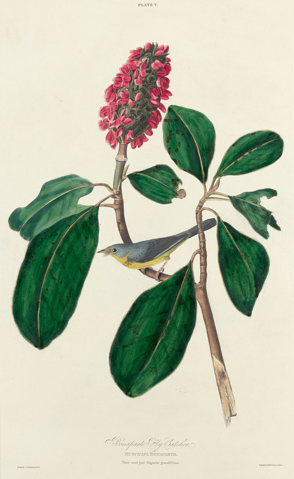 Bonaparte Fly Catcher by William Home Lizars after John James Audubon