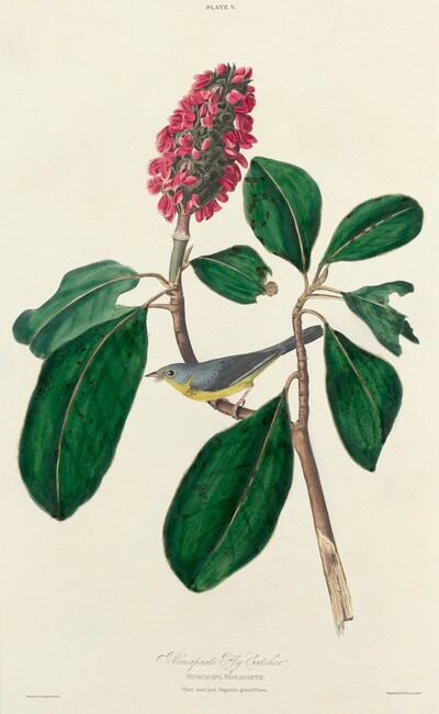 Bonaparte Fly Catcher