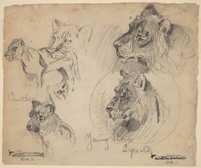 Panther and Young Lion Studies