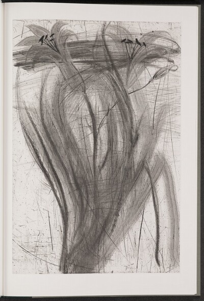 Daylily