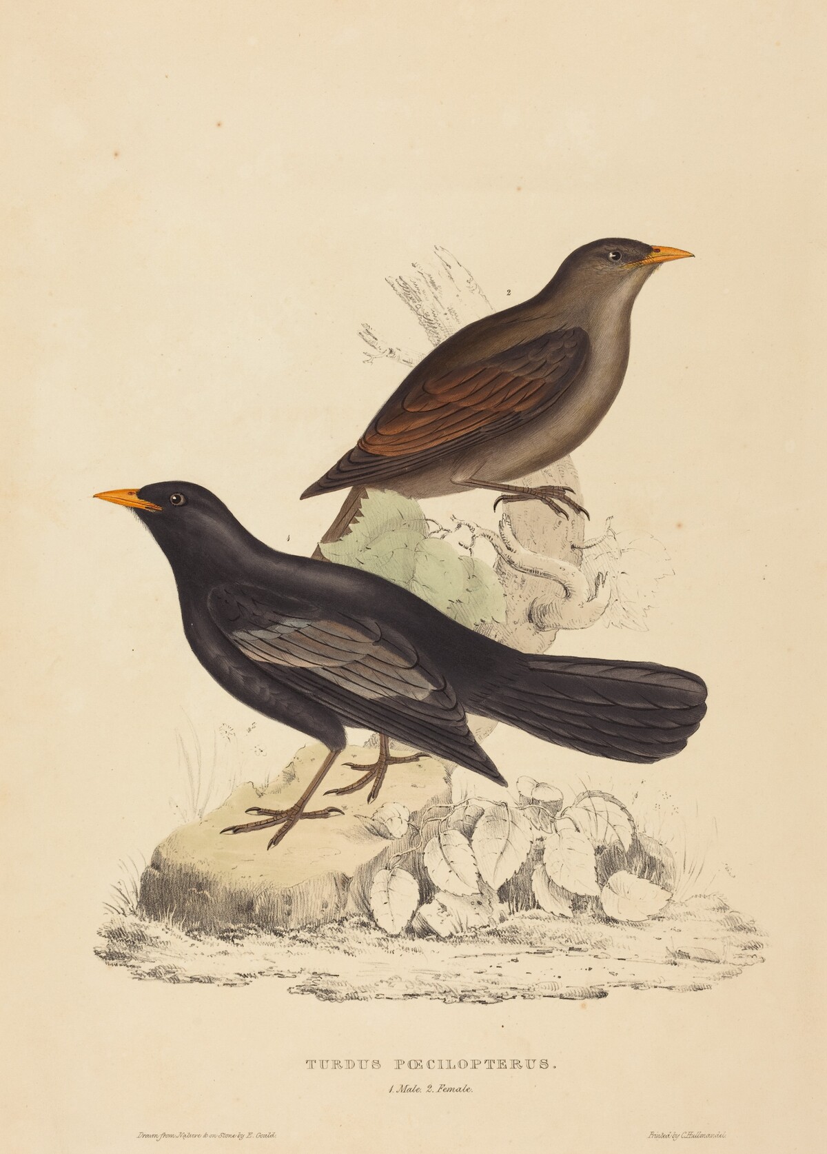Turdus Poecilopterus (Aztec Thrush) by Elizabeth Gould
