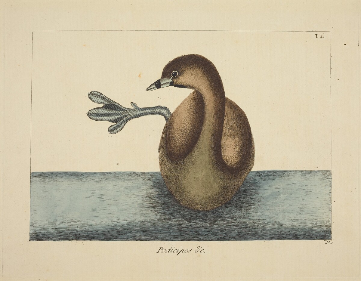 The Pied-billed Dobchick (Colymbus podiceps) by Mark Catesby