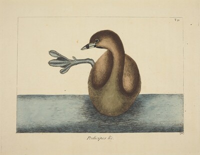 The Pied-billed Dobchick (Colymbus podiceps)