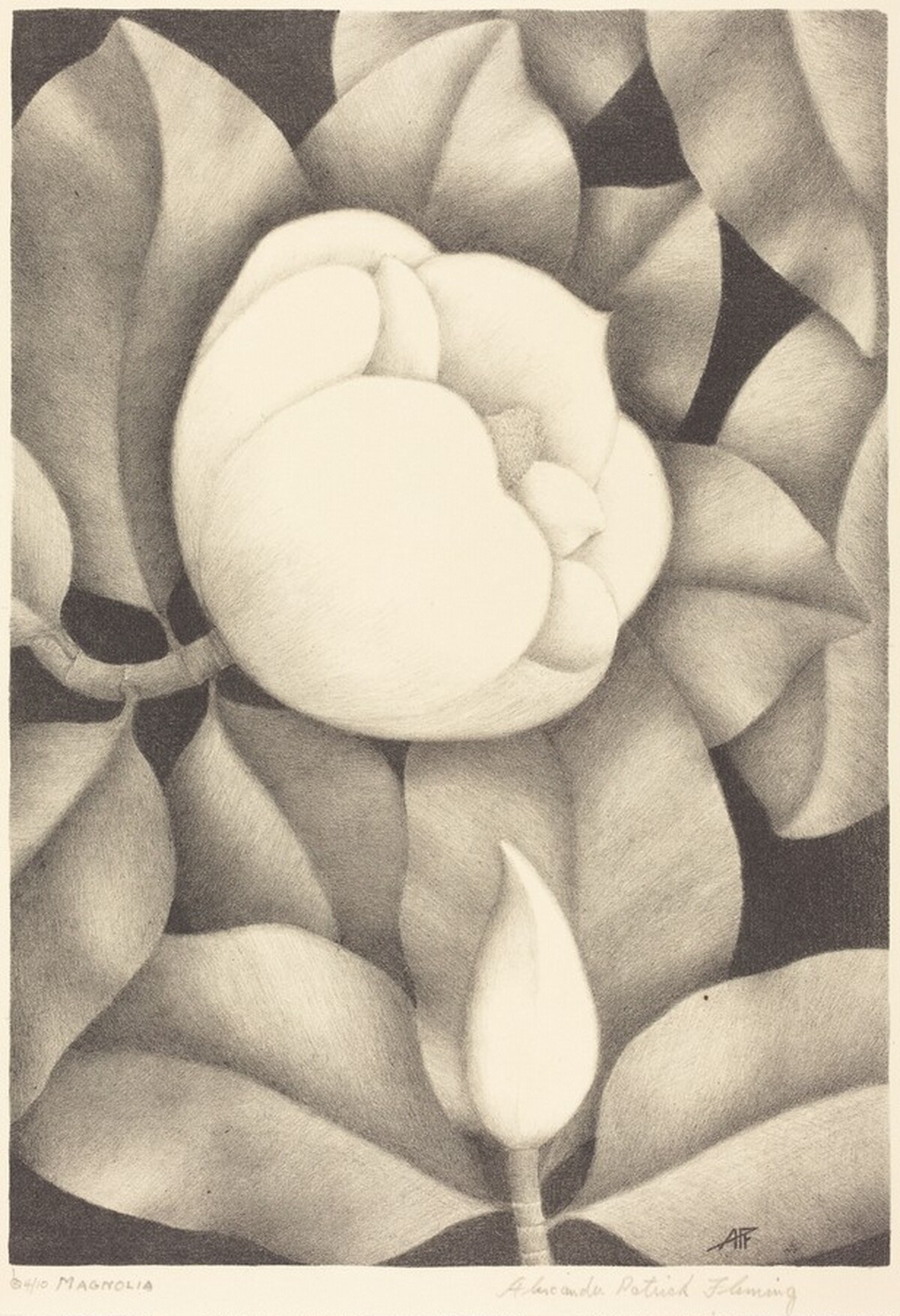Magnolia by Alexander Patrick Fleming
