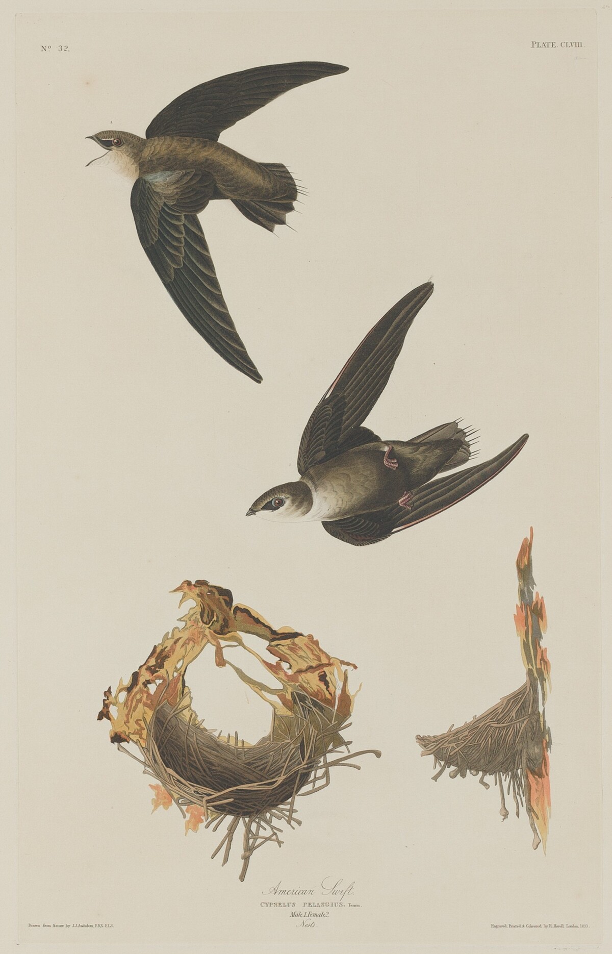 American Swift by Robert Havell after John James Audubon