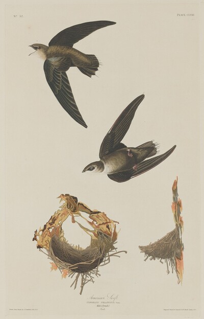 American Swift