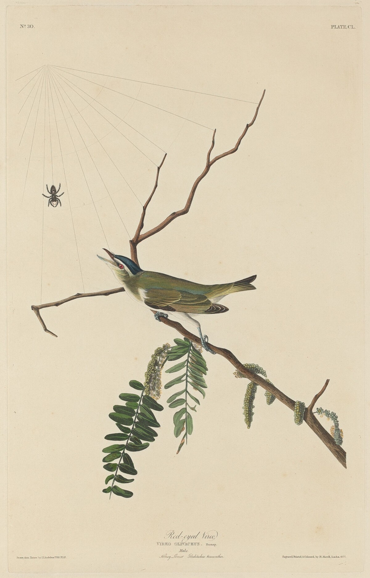 Red-Eyed Vireo by Robert Havell after John James Audubon