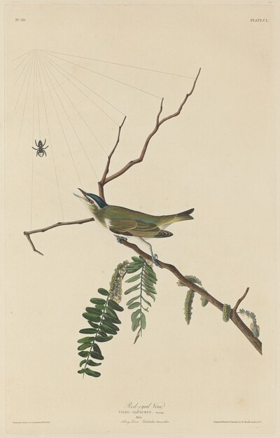 Red-Eyed Vireo