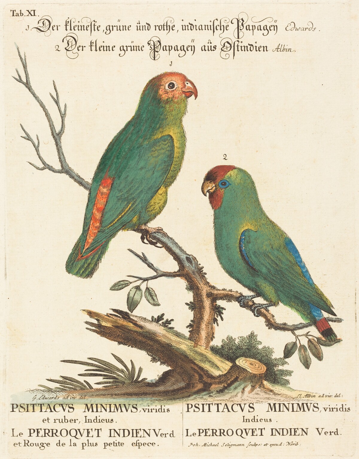 Parrot (Le Perroquet Indien. Psittacus Minimus) by Johann Michael Seligmann after George Edwards