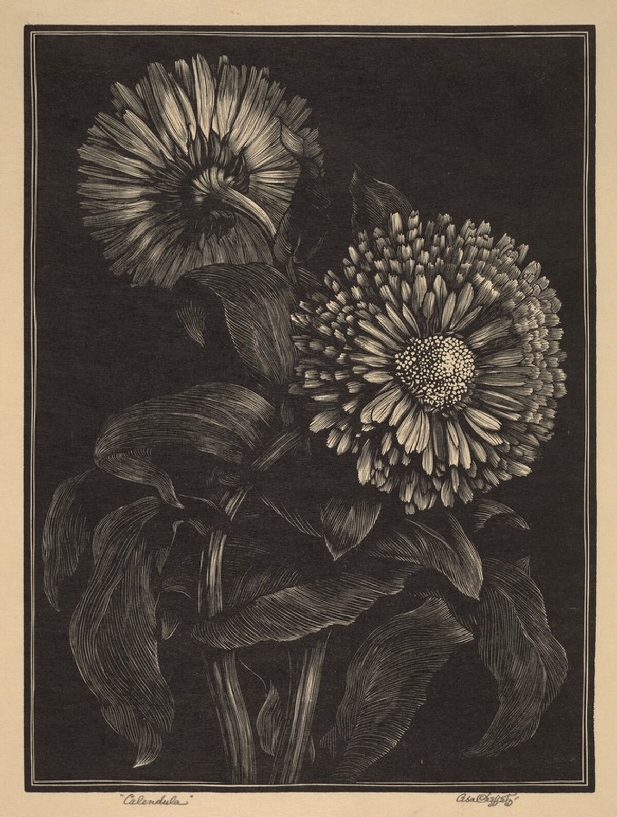 Calendula by Asa Cheffetz