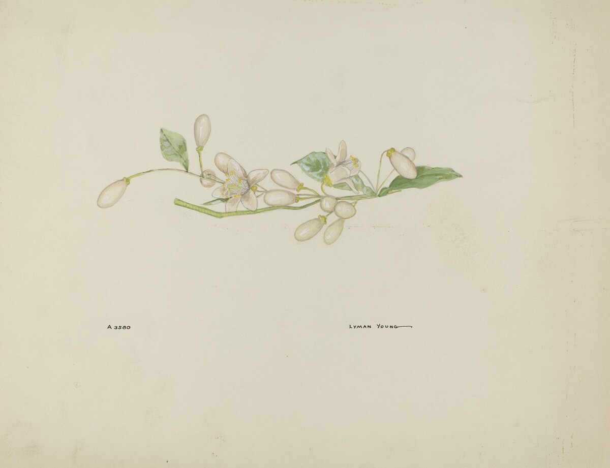 Costume Accessory (Orange Blossoms) by Lyman Young