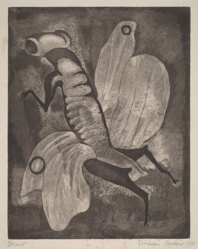 Insect