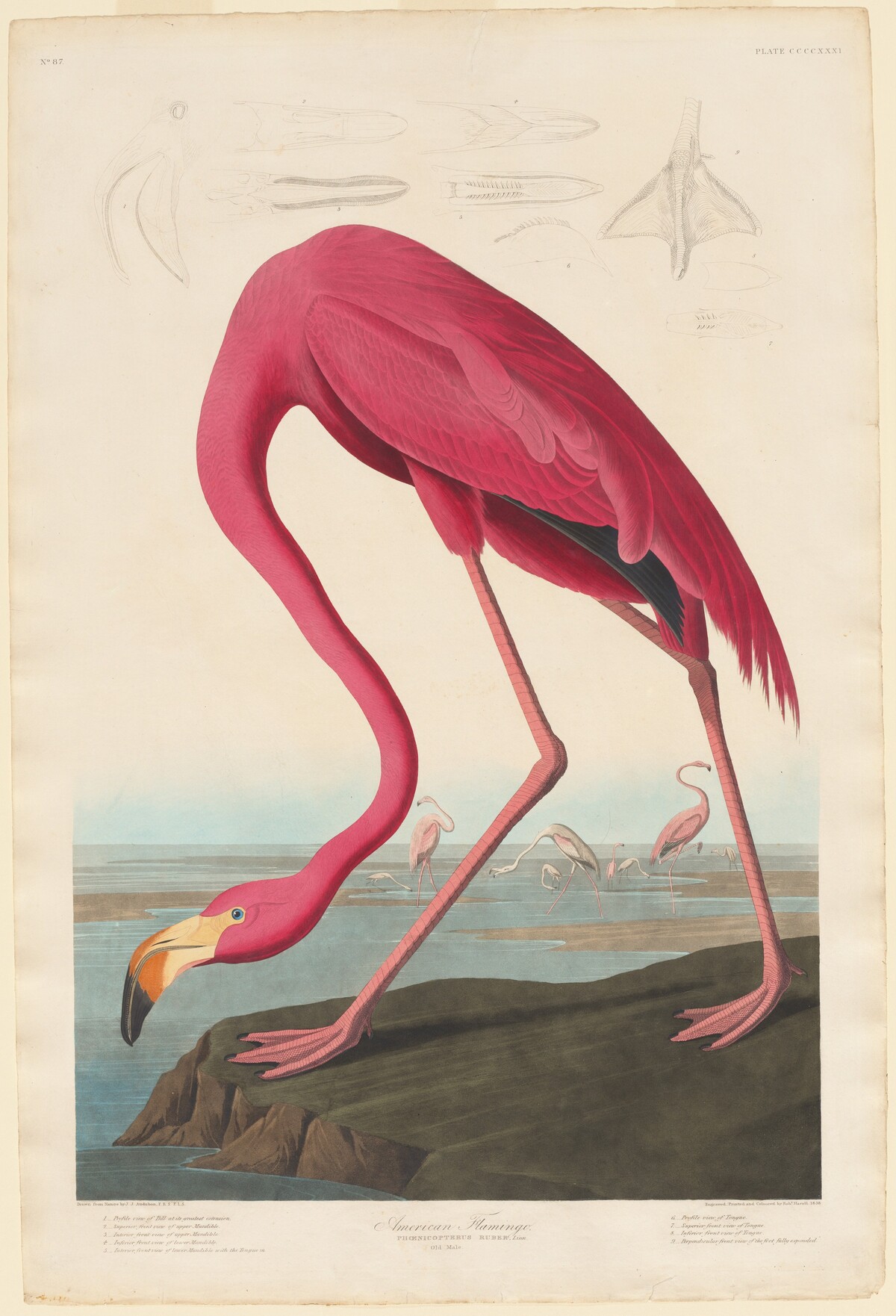 American Flamingo by Robert Havell after John James Audubon