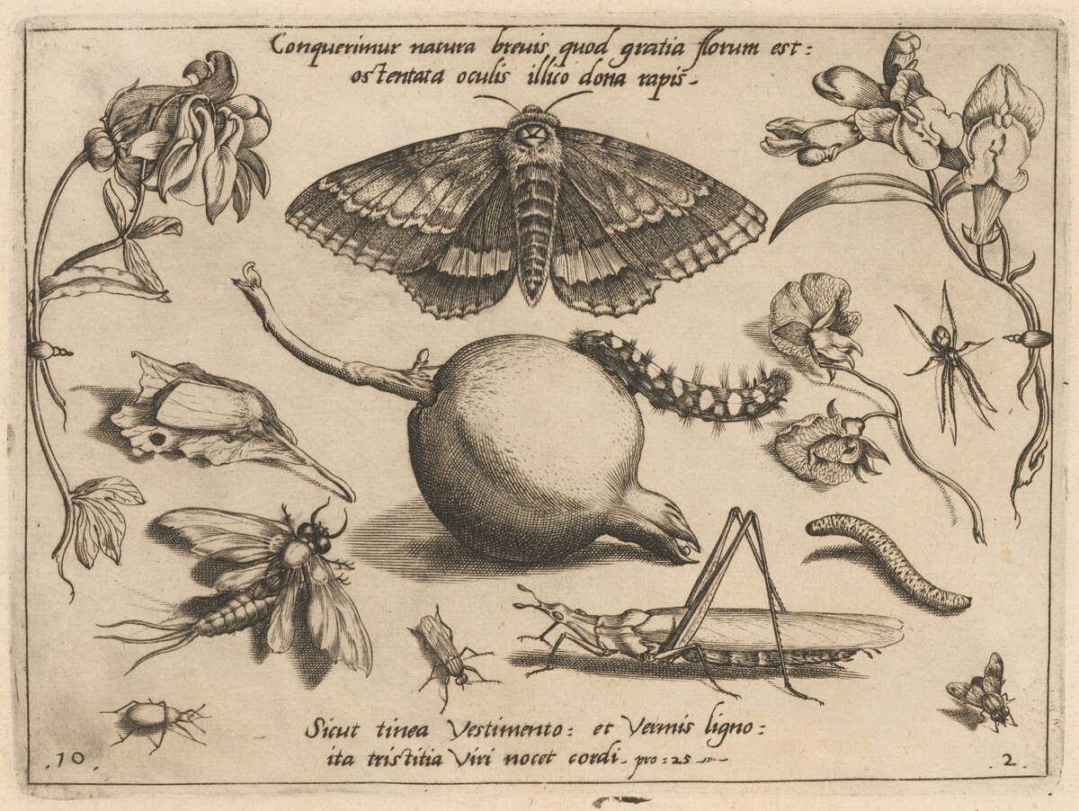 Archetypa studiaque patris Georgii Hoefnagelii [Part 2, Plate 10] by Jacob Hoefnagel after Joris Hoefnagel