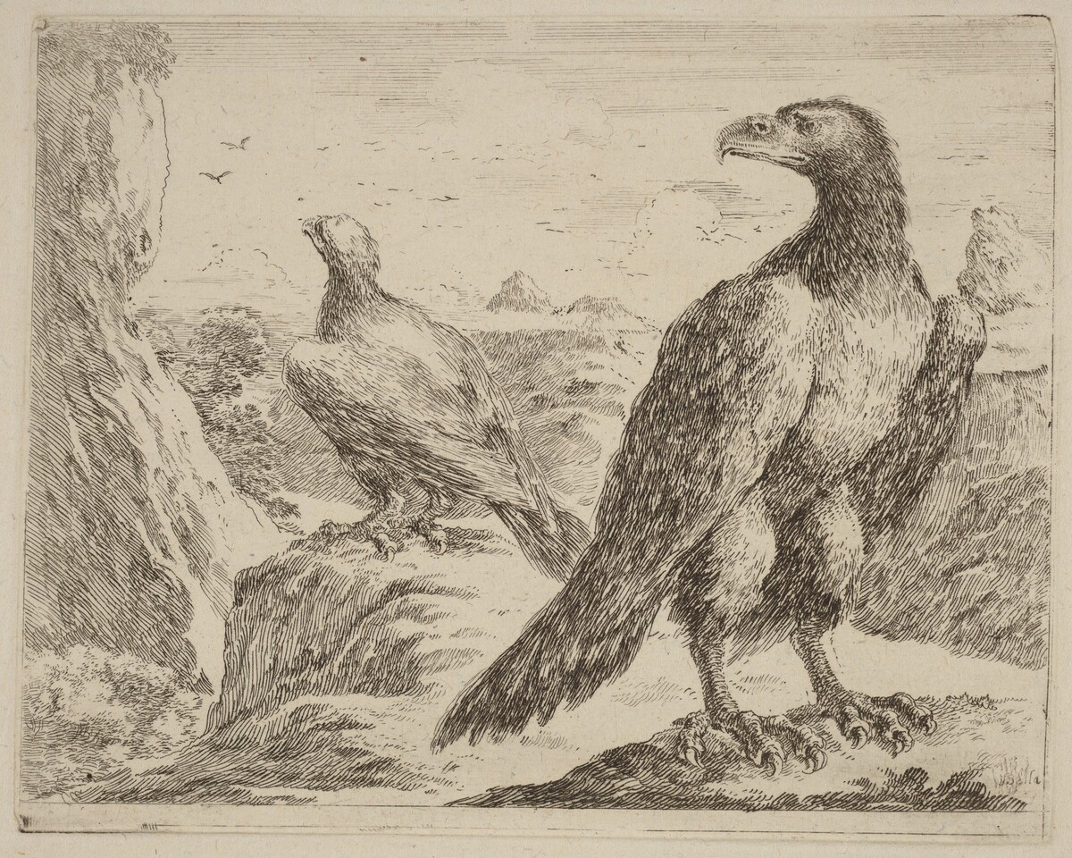 Two Eagles, Both with Heads Turned to the Left by Stefano Della Bella